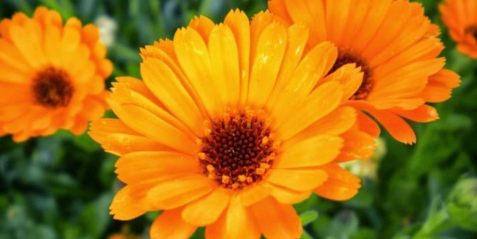 Цветок календула