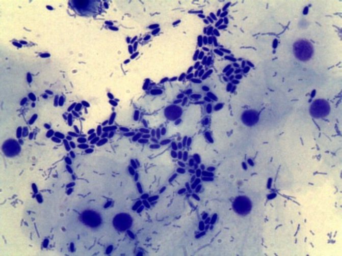 дрожжевые грибы рода кандида