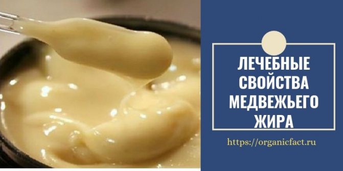 Химический состав и общие лечебные свойства медвежьего жира