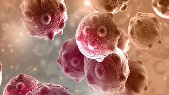 модель раковых клеток