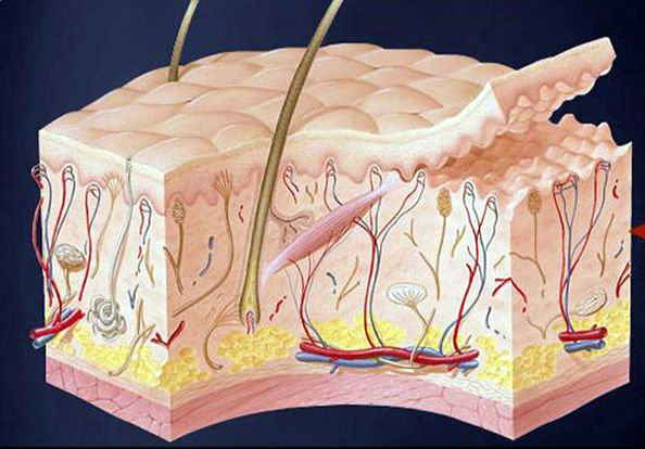 обычная кожа
