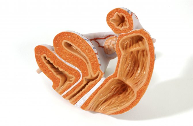 Особенности сокращения матки после родов