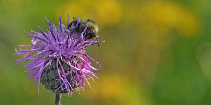 Растение Левзея сафлоровидная