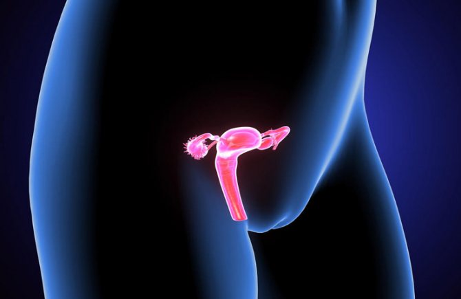 Шейка матки перед месячными низко или высоко