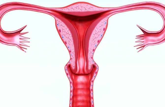 шейка матки раскрывается