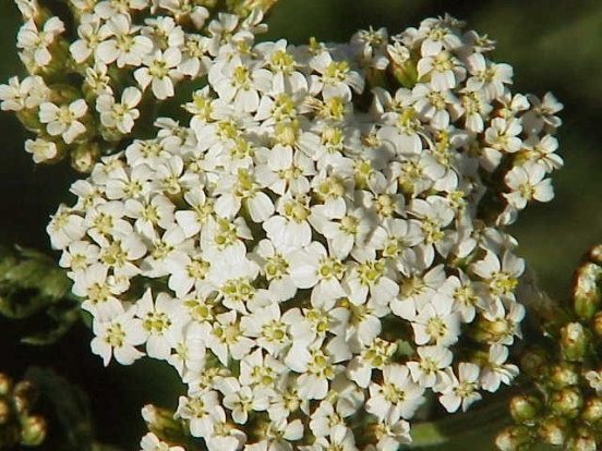 Тысячелистник при кровотечении