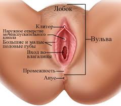 Строение вульвы Лейкокрауроз код по мкб 10