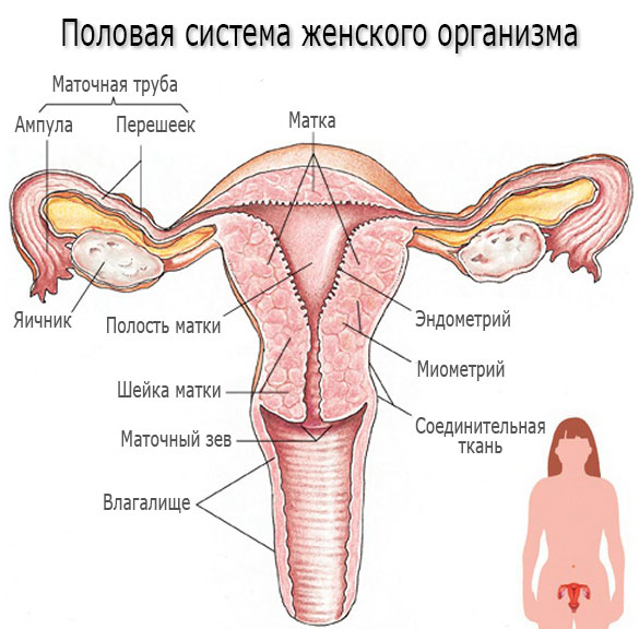 Половая система женского организма Половая система женского организма