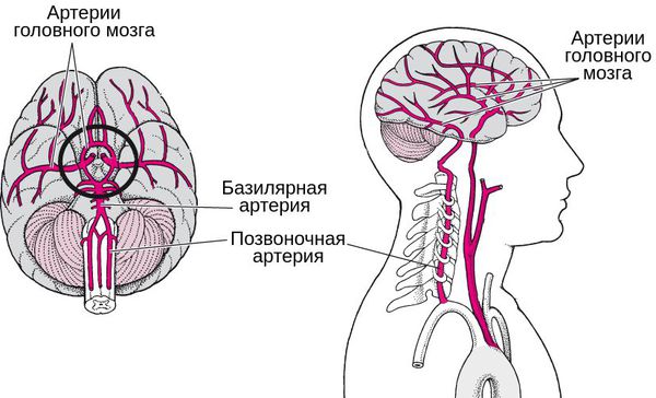Вертебробазилярная система: позвоночная и базилярная артерия, снабжающие мозг кровью Вертебробазилярная система: позвоночная и базилярная артерия, снабжающие мозг кровью